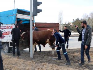 900 kiloluk kızgın boğa trafiği birbirine kattı