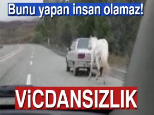 Atı otomobilin arkasına bağladı