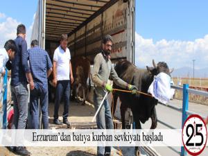 Erzurumdan batıya kurban sevkiyatı başladı 