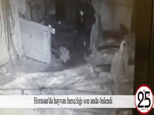 Horasan'da hayvan hırsızlığı son anda önlendi 