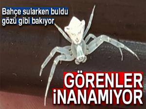 İnsan yüzlü örümcek hayrete düşürdü