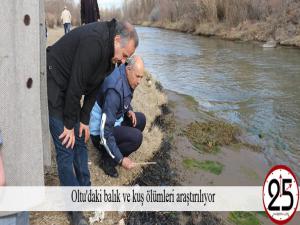  Oltu'daki balık ve kuş ölümleri araştırılıyor