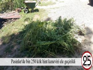 Pasinler'de bin 250 kök hint keneviri ele geçirildi 