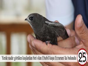  Yerde nadir görülen kuşlardan biri olan Ebabil kuşu Erzurumda bulundu 