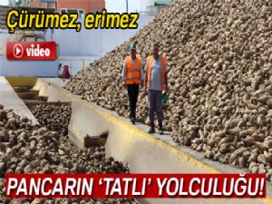 Şeker pancarının tarladan sofraya yolculuğu başladı