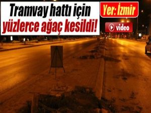 Tramvay hattı için yüzlerce ağaç kesildi