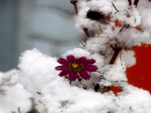 Erzurum güne karla uyandı