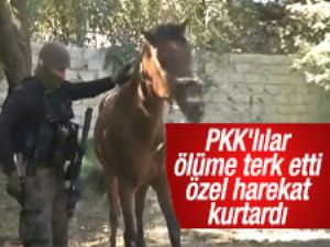 PKK'lıların ölüme terk ettiği atı özel harekat kurtardı