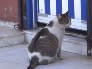 Doğum sancısı çeken kedi sağlık ocağına gitti