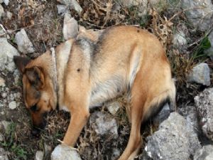 Görme engelli vatandaşın rehber köpeğini öldürdüler