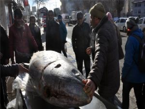 Kars'ta 250 kiloluk dev orkinos ilgi odağı oldu