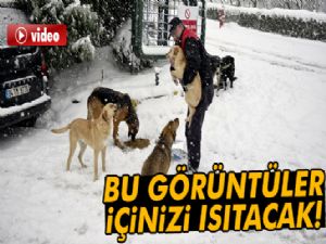 Maltepe'de mama verilen köpeklerin mutluluğu kamerada