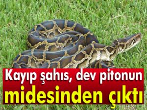 Kayıp şahıs, dev pitonun midesinden çıktı