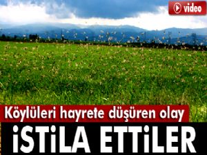 Aydın Ovası'nı kuşlar istila etti