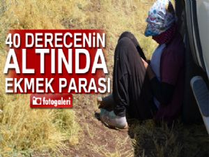 İşçilerin 40 derecede mercimek hasadı