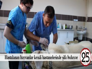  Hastalanan hayvanlar kendi hastanelerinde şifa buluyor