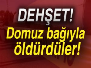 Domuz bağıyla öldürdüler