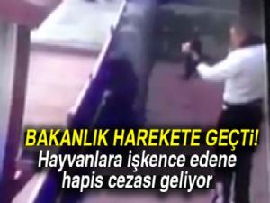 Hayvan öldürene eziyet edene ceza gibi ceza geliyor