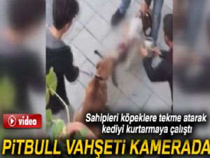 Gaziosmanpaşa'da yaşanan pitbull vahşeti kamerada