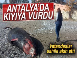 Antalya'da kıyıya 5 metrelik ölü balina vurdu