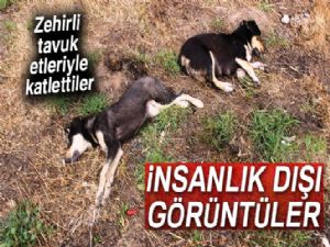 4 köpek zehirli tavuk etleriyle katledildi