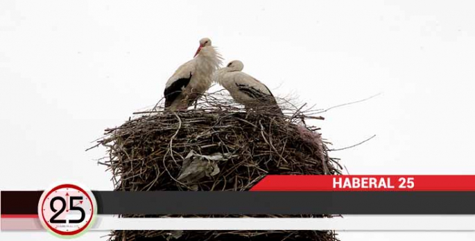 Tandır bacası leyleklere yuva oldu