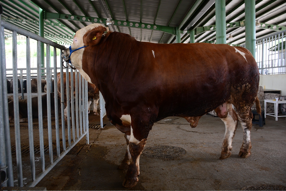 1 ton 100 kiloyla pazarın gözdesi olan Paşa, 60 bin TL'ye satıldı