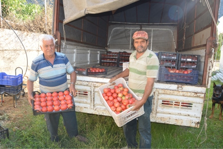 800 rakıma deneme amaçlı sera kurdu, tonlarca domates ve biber yetiştiriyor