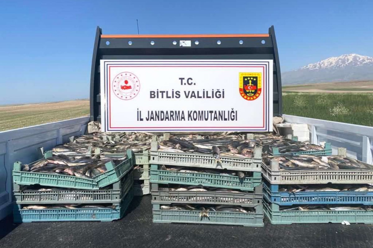 Bitlis'te kaçak avlanmış 2 ton 350 kilo inci kefali ele geçirildi