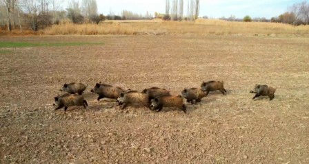 Çoban köpeğinin domuz sürüsüyle burun buruna geldiği anlar dron kamerasına yansıdı