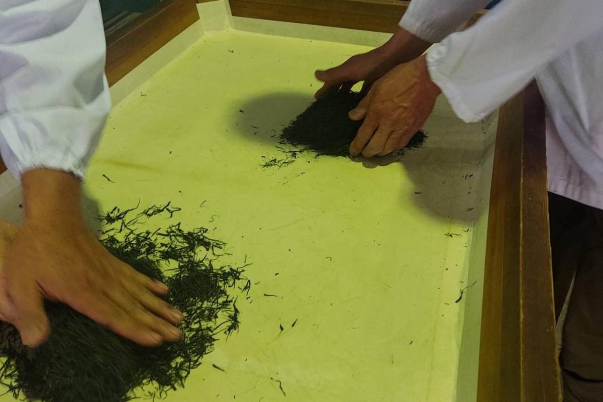 Japonya'daki açık artırmada 1 kilogram çay 226 bin liraya satıldı