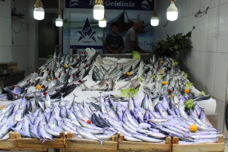 Karadeniz'de palamut avcılığı hareketlendi