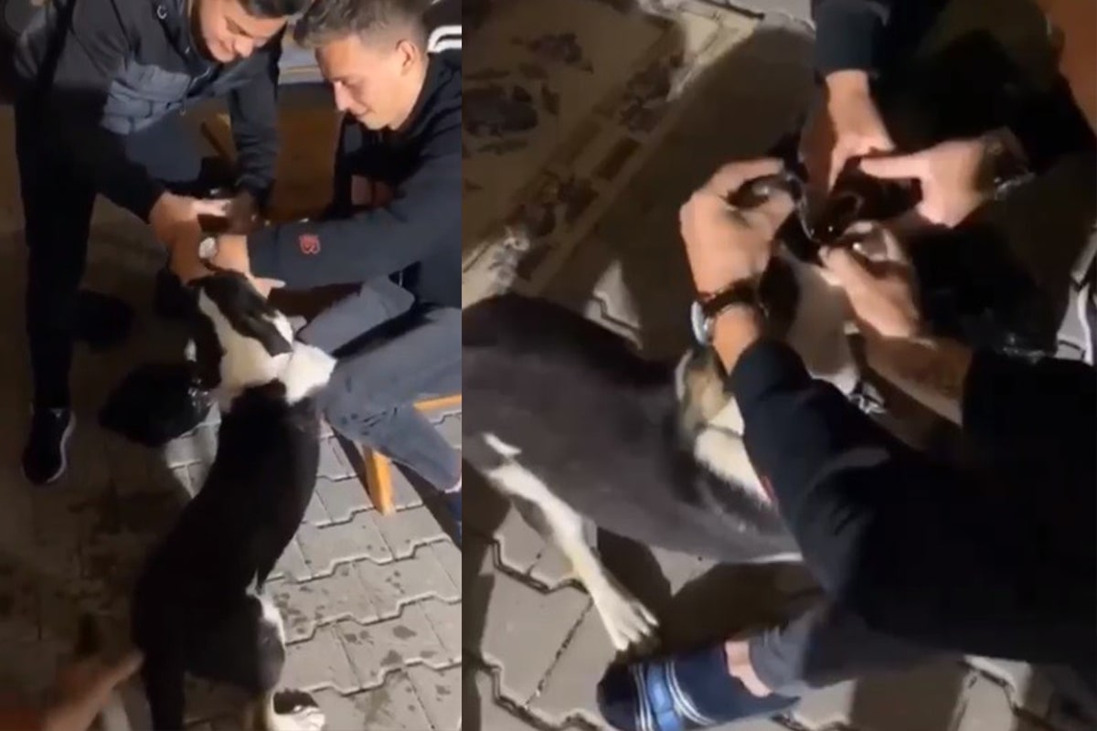 Köpeğe alkol işkencesi