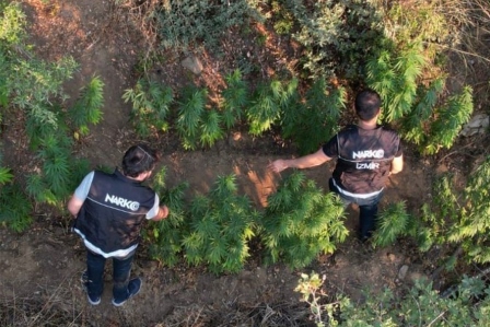 Ödemiş'te bir araziye ekilen Hint keneviri dron ile tespit edildi