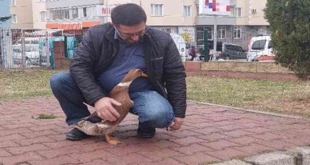 Ördeğiyle gezen adam: Sokakta, parkta bir an olsun sahibinin peşini bırakmıyor