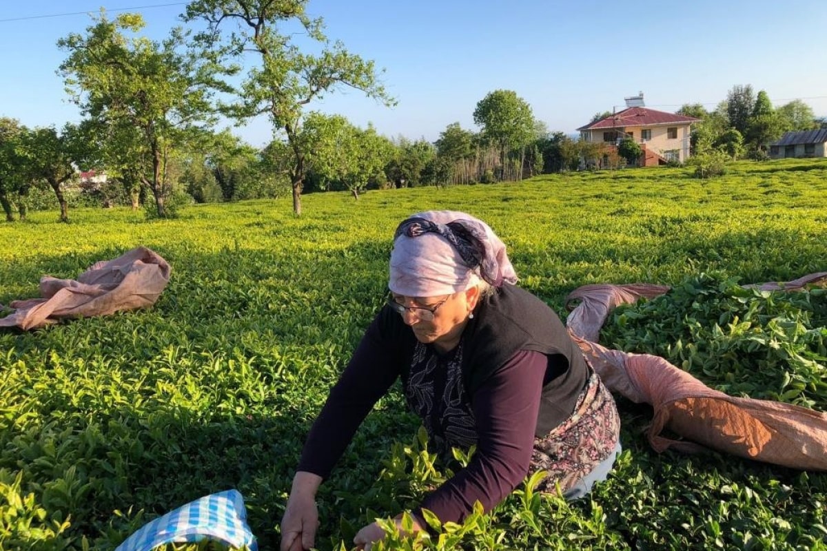 Özel sektör çay alımında ÇAYKUR'u solladı