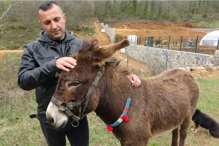 Pendik'te, internetten 7 bin 500 TL'ye satışa çıkarılan eşek ilgi odağı oldu