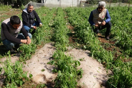 Şiddetli dolu serayı çökertti, açıktaki ürünlere ağır hasar verdi