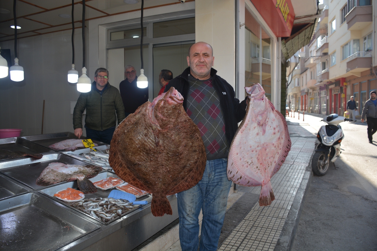 Sinop'ta balıkçıların ağlarına dev kalkan balıkları takıldı