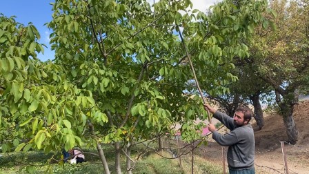  Tatvan’da ceviz hasadı başladı