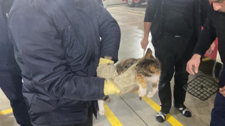 Veteriner kliniğine gitmek istemeyen kedi torpidoda saklandı